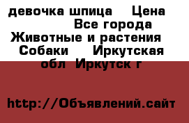 девочка шпица  › Цена ­ 40 000 - Все города Животные и растения » Собаки   . Иркутская обл.,Иркутск г.